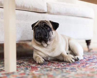 Stufvenas Gastgifveri Hundrum